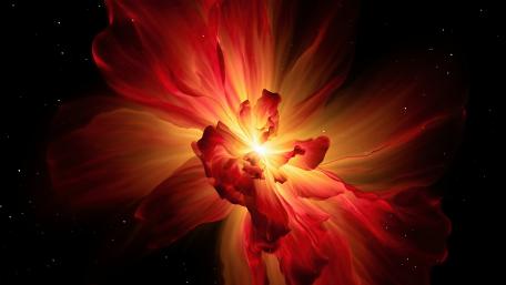 Supernova Blossom wallpaper