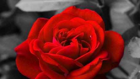 Vibrant Red Rose Against a Monochrome Background wallpaper