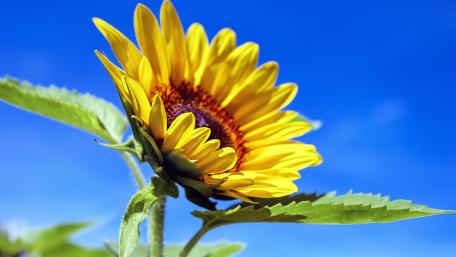 Sunflower Radiance under a Clear Blue Sky wallpaper