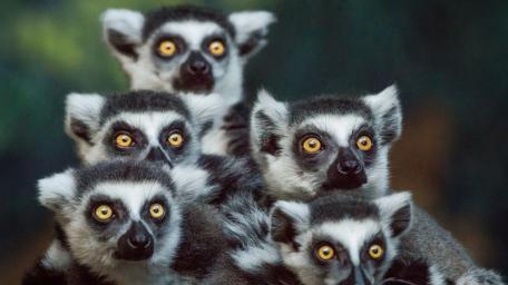 Lemurs Gathering Together in Curiosity wallpaper