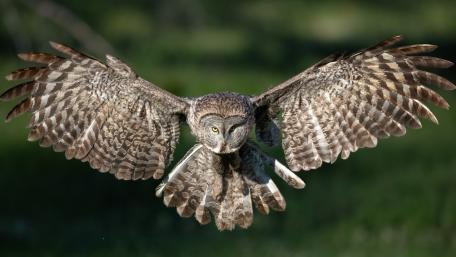 Majestic Great Horned Owl in Flight wallpaper