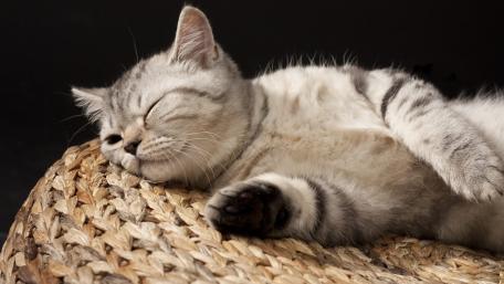 Peaceful Silver Tabby Cat Napping on a Woven Cushion wallpaper