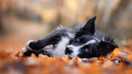 Autumn Leaf Bed Border Collie Dreaming in Soft Golden Light wallpaper
