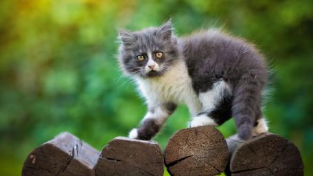Fluffy Gray and White Kitten Exploring Wooden Logs Outdoors wallpaper