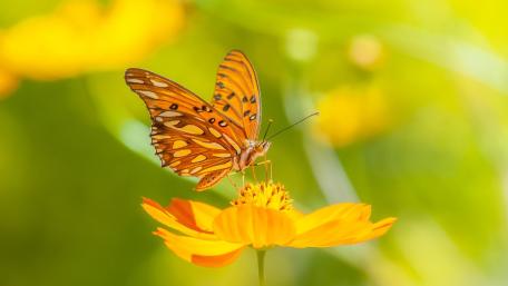 Gulf Fritillary Butterfly Resting on Golden Wildflower in Soft Light wallpaper