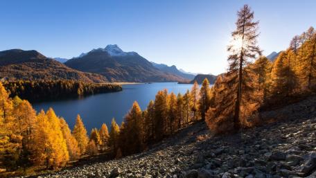 Golden Larch Autumn Over Lake Sils And The Swiss Alps wallpaper