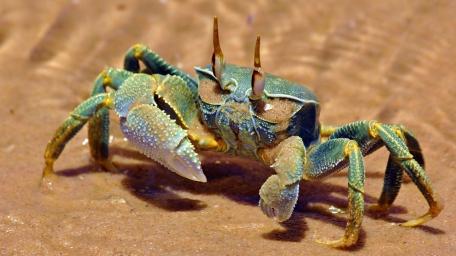 Horn Eyed Ghost Crab on Sunlit Shoreline wallpaper