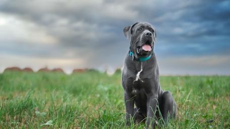 Majestic Cane Corso Guard Dog Watching Over Open Fields wallpaper