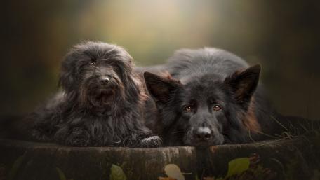 Quiet Companions Two Black Dogs Resting in Soft Autumn Light wallpaper