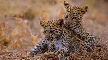 Playful African Leopard Cubs in Golden Savannah Light wallpaper