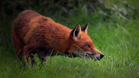 Stealthy Red Fox Stalking Through Lush Grass in 5K wallpaper
