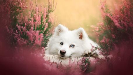 Dreamy Samoyed Resting Among Pink Heather Blossoms wallpaper