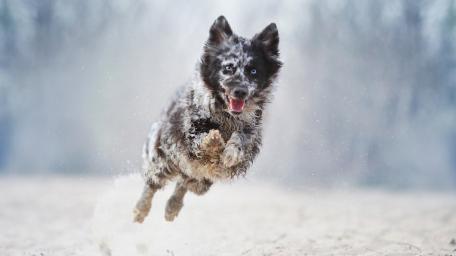 Blue Eyed Mudi Dog Sprinting Through Winter Snow wallpaper