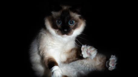 Blue Eyed Ragdoll Cat Portrait on Deep Black Background wallpaper
