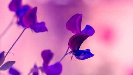 Purple Sweet Pea Dreamy 5K Floral Wallpaper wallpaper