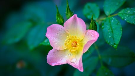Rain Kissed Wild Rose Bloom in Soft Morning Light wallpaper