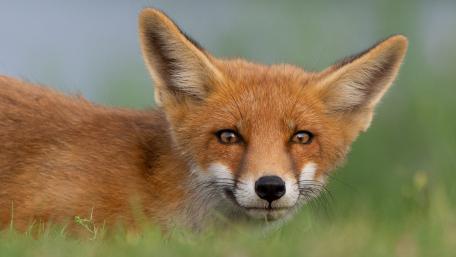 Calm Red Fox Portrait in Soft Meadow Light wallpaper