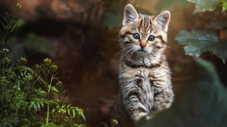 Curious Tabby Kitten in Soft Forest Light wallpaper