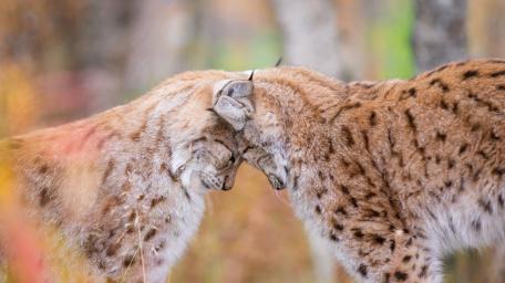 Tender Lynx Encounter in Soft Autumn Light wallpaper