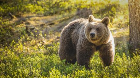 Sunlit Brown Bear Standing Alert in a Wild Forest Clearing wallpaper
