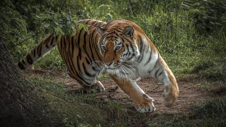 Stealthy Tiger Stalking Through Forest Undergrowth at Dusk wallpaper