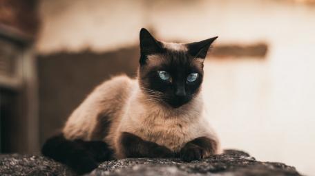 Blue Eyed Siamese Cat Resting in Soft Warm Light wallpaper