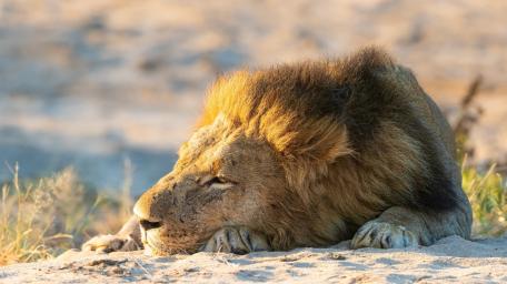 Majestic Lion in Peaceful Slumber wallpaper