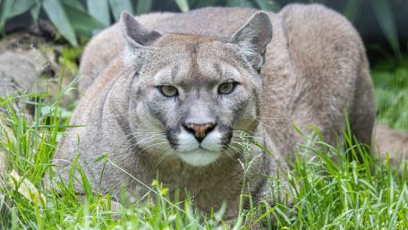 Intense Puma Portrait in Lush Grassland 5K Wildlife Wallpaper wallpaper