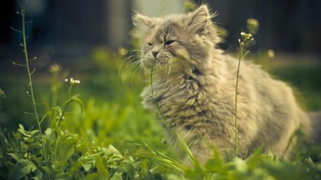 Fluffy Long Haired Cat Resting in Sunlit Garden Grass wallpaper