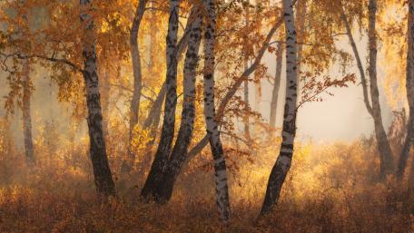 Golden Mist Through Autumn Birch Grove wallpaper