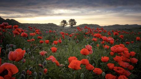 Crimson Poppy Meadow at Evening Under a Dramatic Steppe Sky wallpaper