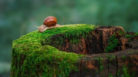 Slow Journey Across Mossy Tree Trunk in Misty Forest Light wallpaper