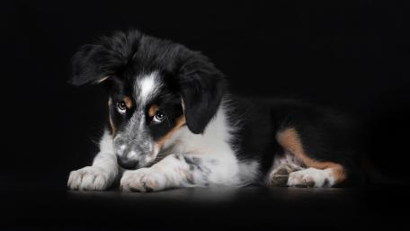 Gentle Australian Shepherd Puppy Resting on Deep Black Background wallpaper