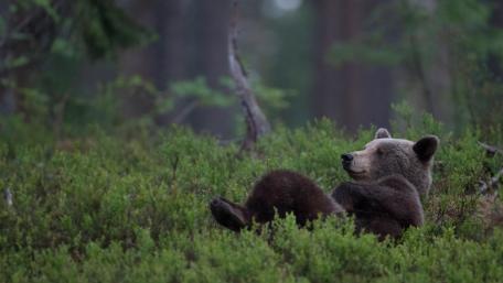 Resting Bear in Misty Forest Wilderness wallpaper