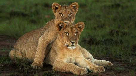 Savanna Bond Lion Cubs Resting Together in Golden Dusk Light wallpaper