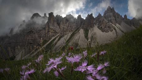 Wildflower Foreground Beneath Tre Cime di Lavaredo Dolomite Peaks wallpaper