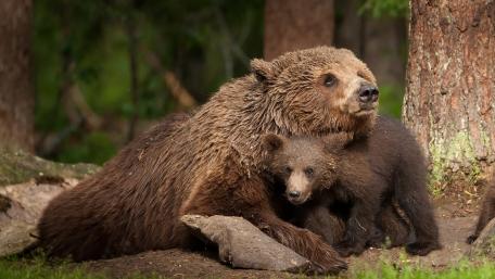 Tender Bear Mother Cuddling Her Curious Cub in Forest Calm wallpaper