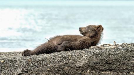Laid Back Bear Cub Lounging by the Sea wallpaper