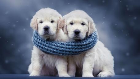 Cozy Golden Retriever Puppies Sharing a Blue Winter Scarf wallpaper