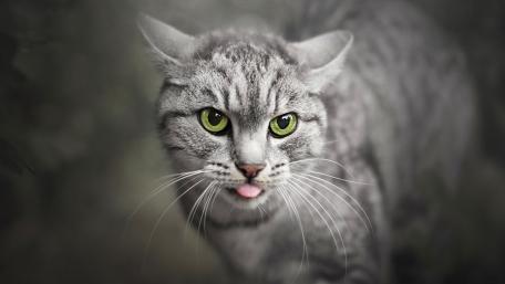 Playful Grey Tabby Close Up with Bright Green Eyes wallpaper