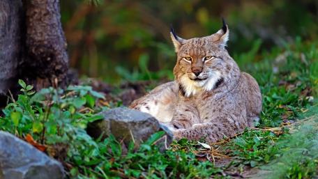 Majestic Lynx Resting in Woodland Greens 4K Wildlife Wallpaper wallpaper
