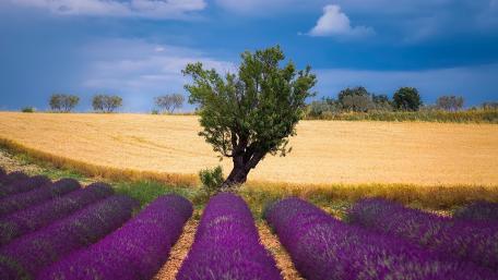 Provence Lavender Rows Under a Dramatic Summer Sky wallpaper