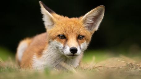 Alert Red Fox Resting in Meadow Light wallpaper