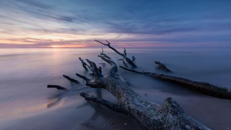 Driftwood Reaching Toward the Dusk Horizon in 4K Serenity wallpaper