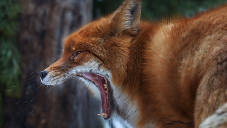 Yawning Red Fox in Quiet Woodland Light wallpaper