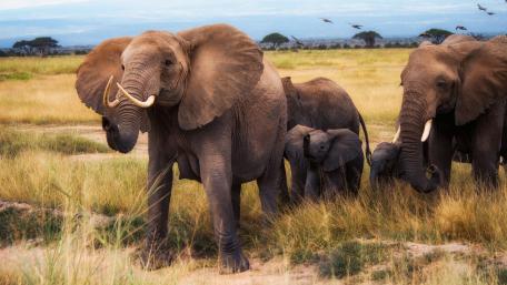 Majestic Elephant Family Roaming the Golden Savannah in Crisp 4K wallpaper