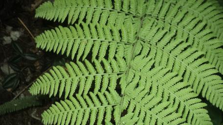 Lush Fern Frond Close Up in Vibrant Forest Green wallpaper