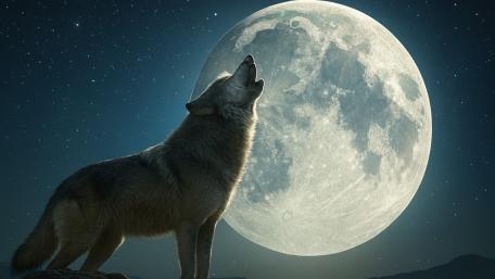Howling Wolf Under a Radiant Full Moon Night Sky wallpaper