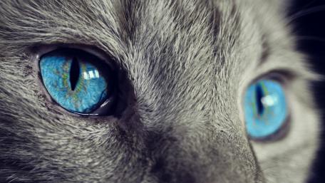 Mesmerizing Blue Eyes Cat Macro Portrait in Soft Gray Fur wallpaper