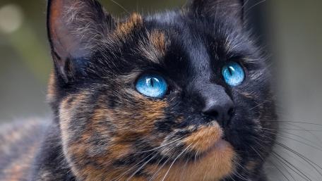 Blue Eyed Tortoiseshell Cat Close Up Portrait Wallpaper wallpaper